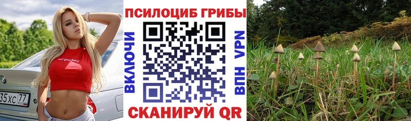 hydra tor  Саяногорск  Псилоцибиновые грибы Psilocybine cubensis 