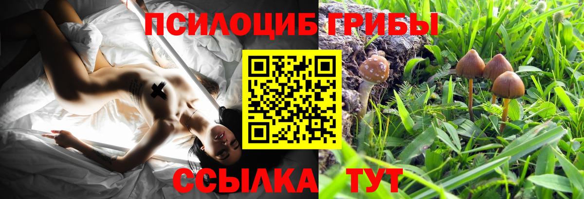 Саяногорск  Псилоцибиновые грибы Cubensis  Вход с VPN 
